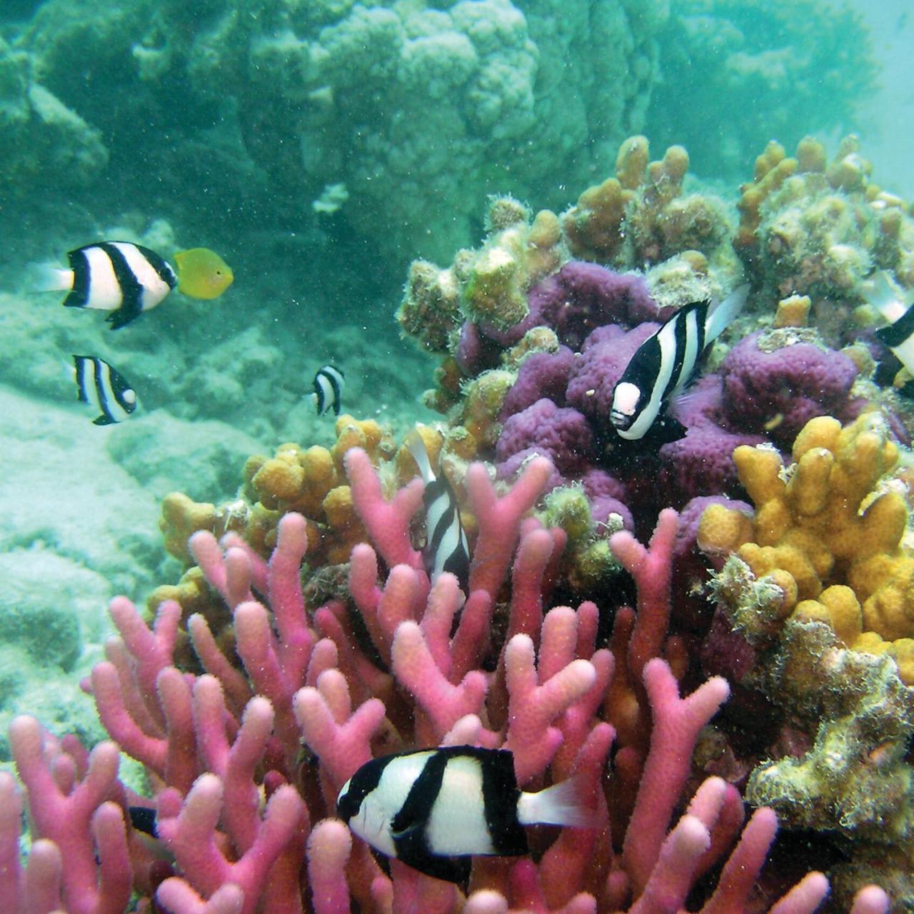 Reef Suite アグネス・ウォーター エクステリア 写真