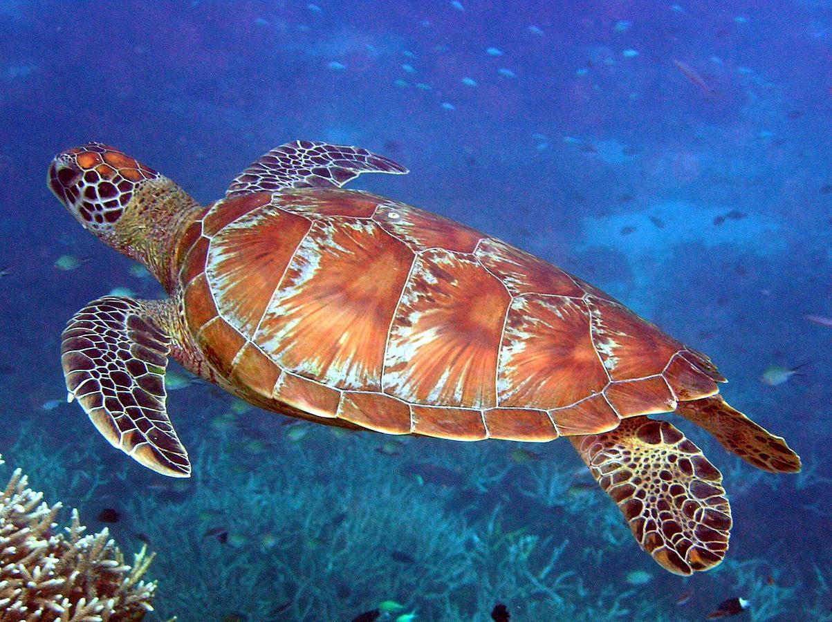 Reef Suite アグネス・ウォーター エクステリア 写真